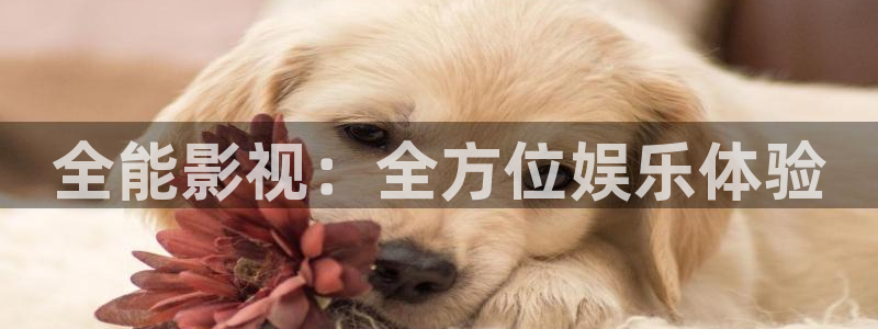 红桃视频.com